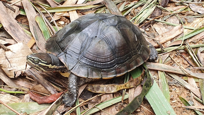 Vietnamese pond turtle - Vietnamazing